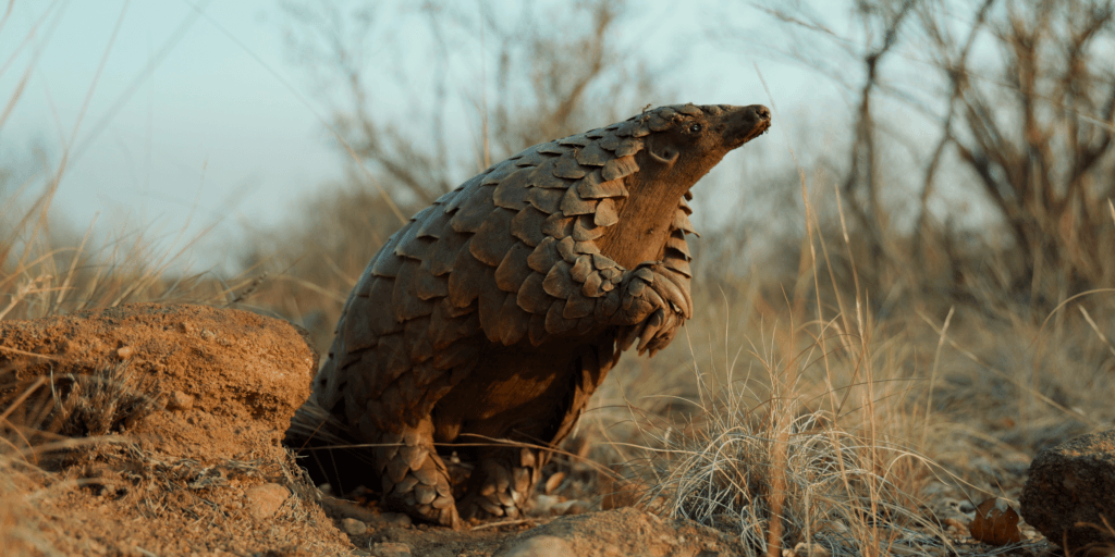 Pangolin: Kulu's Journey